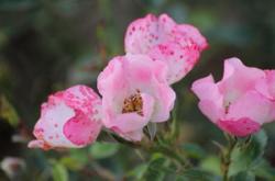 用心教育，培育未来的花朵